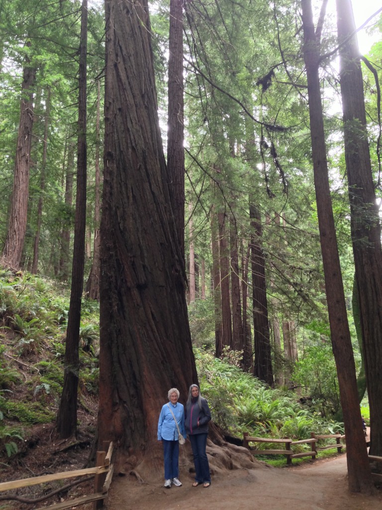 Hiking in Muir Woods